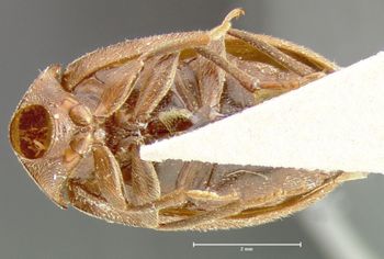 Media type: image;   Entomology 7133 Aspect: habitus ventral view